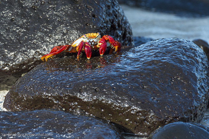 3925073_20130510_galapagos_432 (700x466, 216Kb)