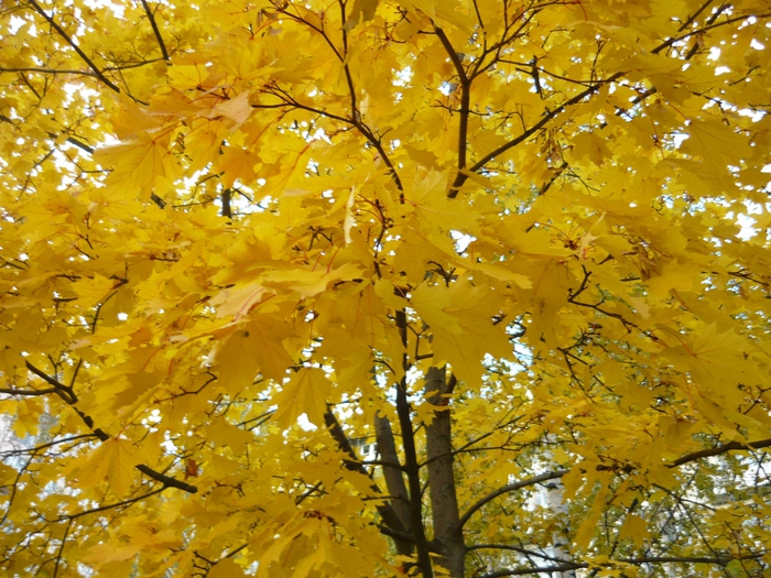 4867606_P1100890 (700x525, 373Kb)