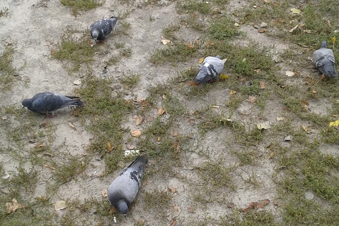 pigeons (700x467, 279Kb)