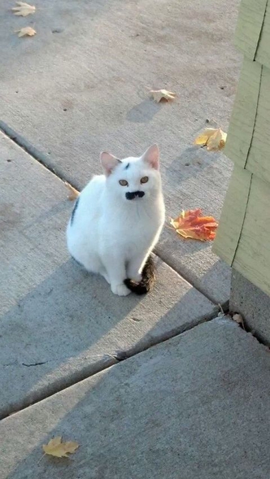 1382549994_funny_animals_20131023_03330_006 (394x700, 190Kb)
