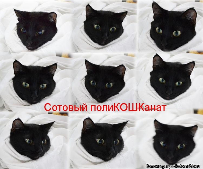 kotomatritsa_PQ (700x584, 222Kb)