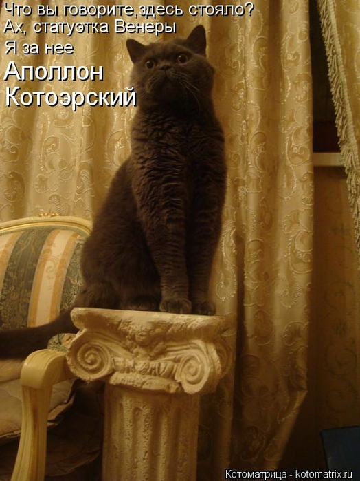 kotomatritsa_rR (524x700, 254Kb)