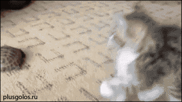 big (2) (376x212, 1043Kb)