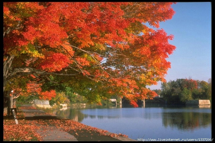 garcya_us_autumn_wlpprs100 (700x466, 311Kb)