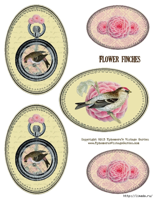 FlowerFinchOvals (541x700, 309Kb)