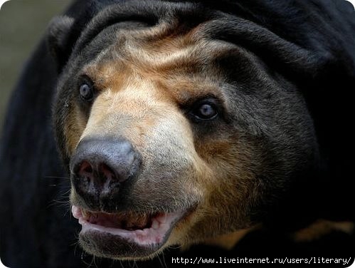 bear0000 (499x376, 95Kb)