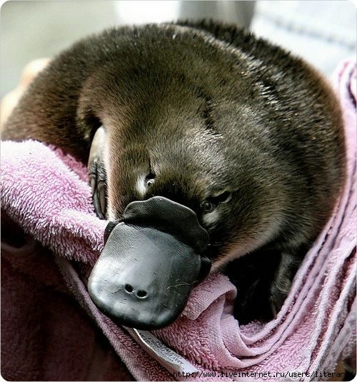 platypus (500x535, 183Kb)