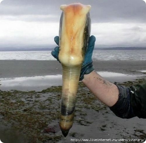 geoduck8 (500x489, 98Kb)