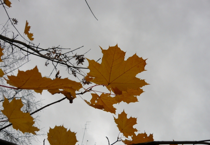 4867606_P1080779 (700x484, 216Kb)