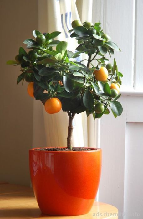 90596-Citrus-tree1-520x796-jpg (457x700, 38Kb)
