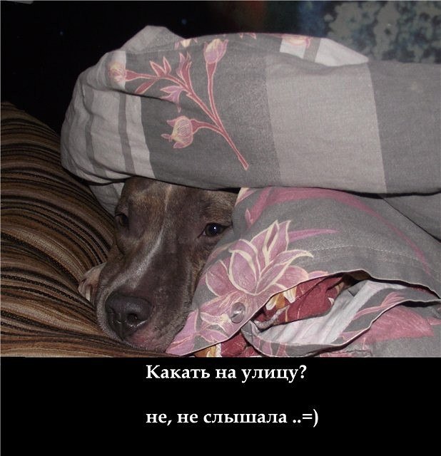 4432201_DxnlOzC0iQc (618x640, 71Kb)