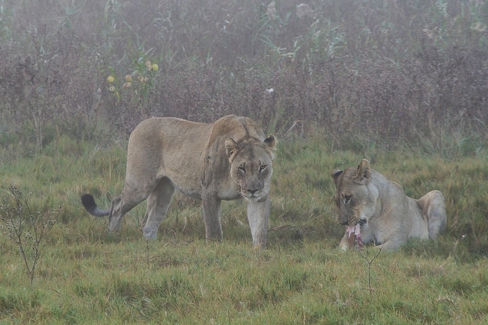 Из жизни африканских львов в заповеднике Тембе
