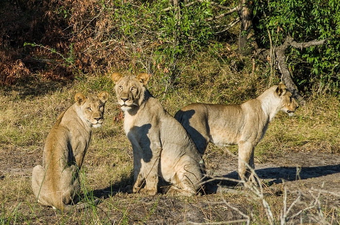 Из жизни африканских львов в заповеднике Тембе