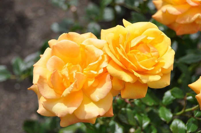 0_b732d_9e9df8b_XL (700x464, 75Kb)