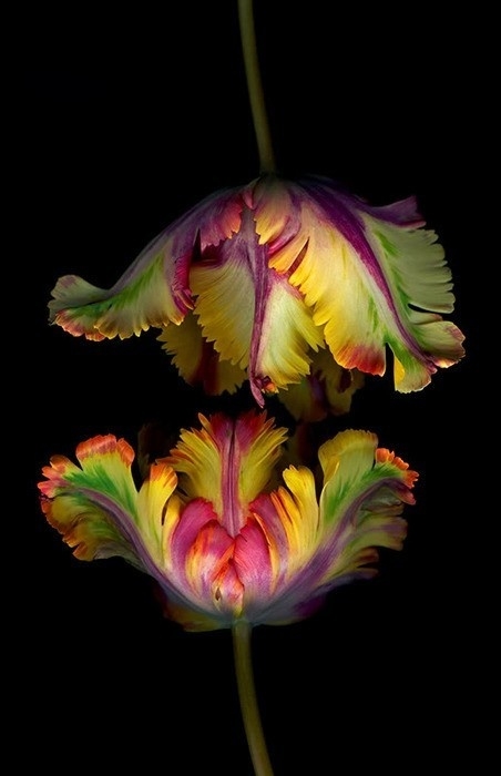 необыкновенной красоты цветы8 (452x700, 95Kb)