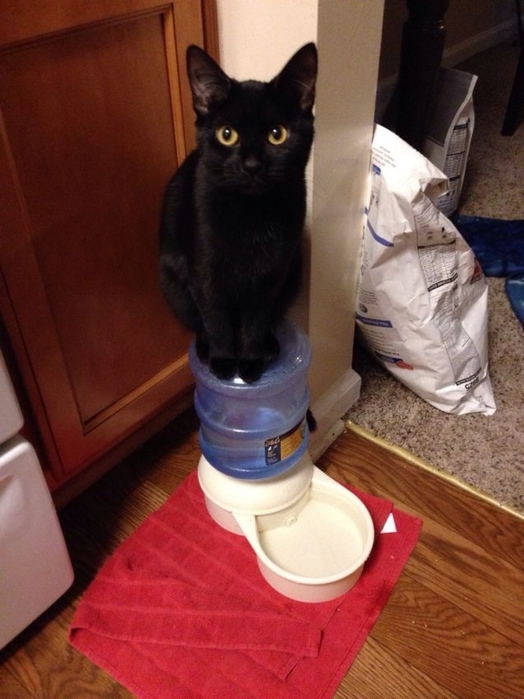 1383675321_funny_animals_20131105_03357_010 (524x700, 228Kb)