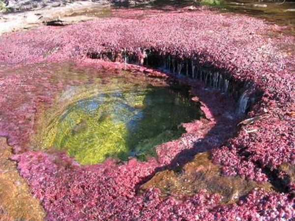 Cano-Cristales-the-river-of-colors1 (600x450, 311Kb)