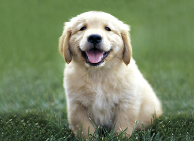 Golden_Retriever (400x292, 99Kb)