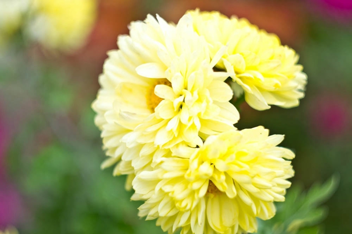 DSC_1282 (700x466, 168Kb)