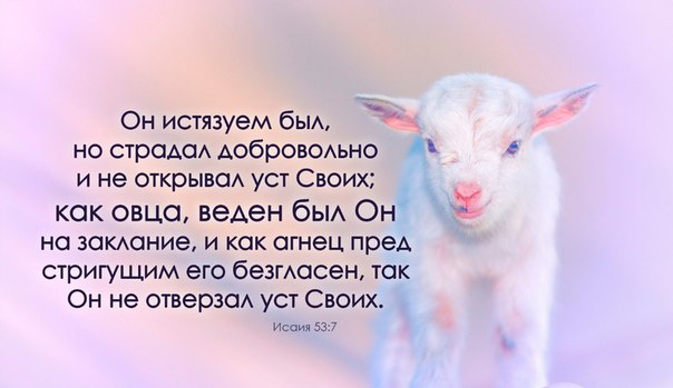 На заклании пойдешь агнец божий что это На заклании пойдешь агнец божий что это