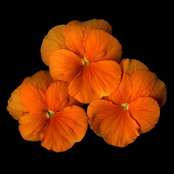 05e7959e6c032a733ef3467459973456 (700x700, 203Kb)