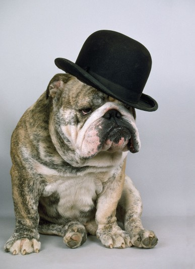 Собаки в шляпах (Hounds in hats)