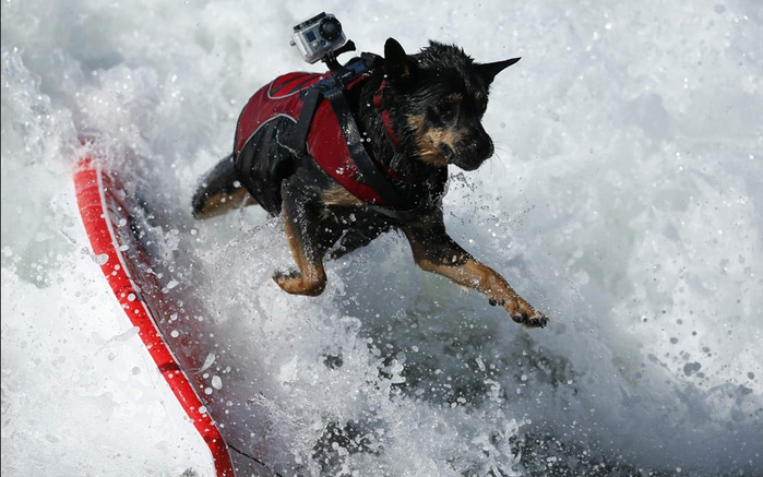 Турнир по сёрфингу среди собак