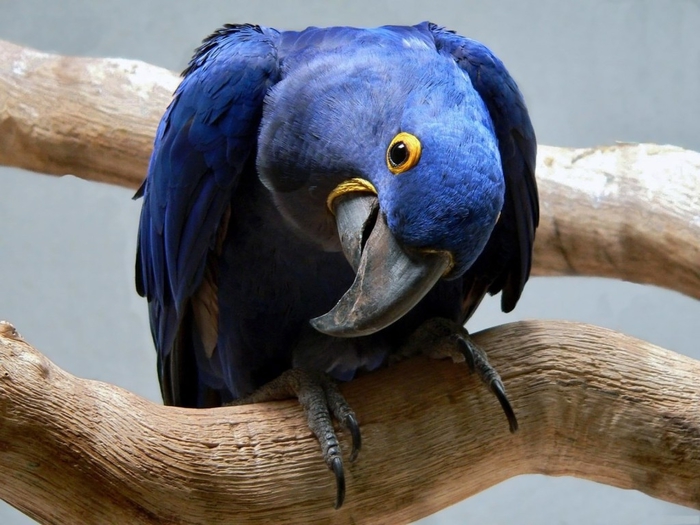 Animals-Birds-Blue-Macaw-029458- (700x525,  245Kb)