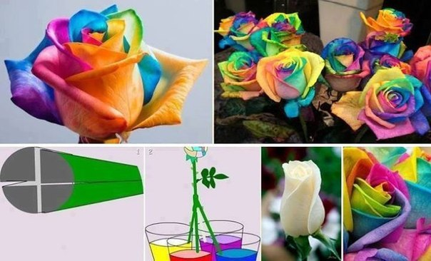 ЦВЕТНЫЕ РОЗЫ (604x366, 205Kb)