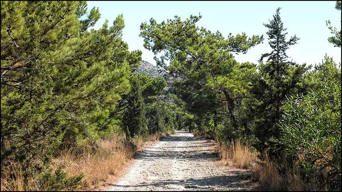 Сосновая роща природного парка Кутсура на Крите/3673959_1 (700x393, 78Kb)