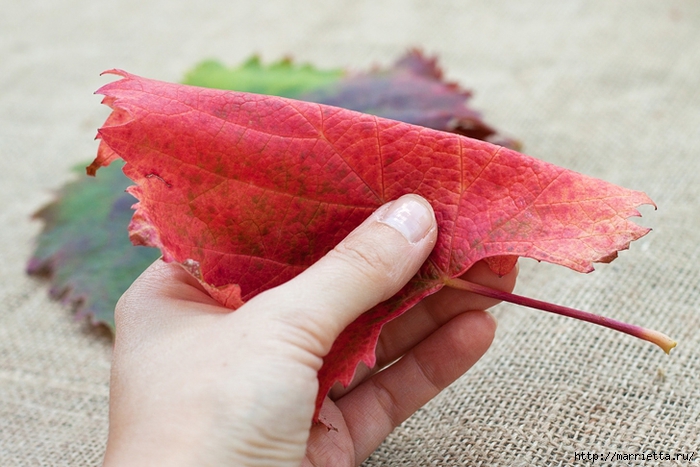 Осенний букет из виноградных листьев (4) (700x467, 248Kb)