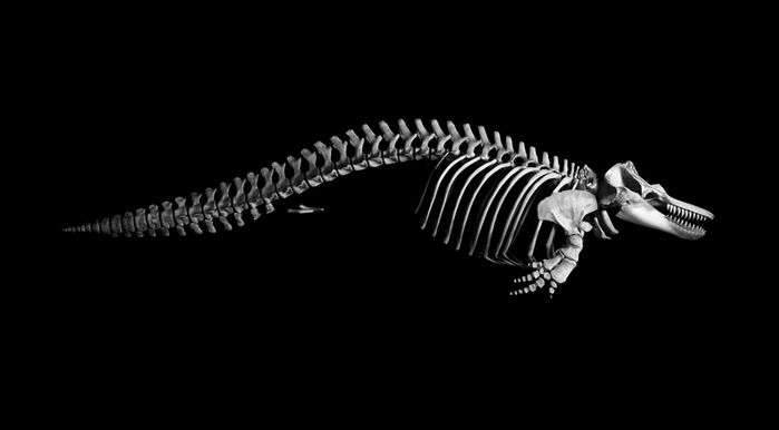 Монохроматическое исследование скелетов позвоночных от  Патрика Грис