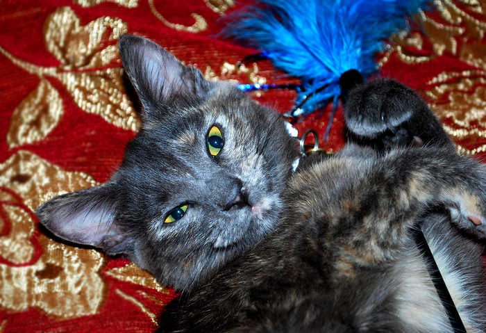 1385410764_DSC_1098 (700x479, 421Kb)