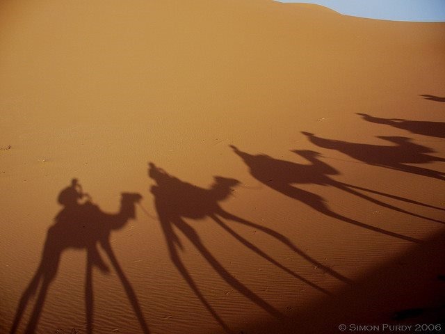 Верблюд: все наши заблуждения и фотографии животных в пустыне