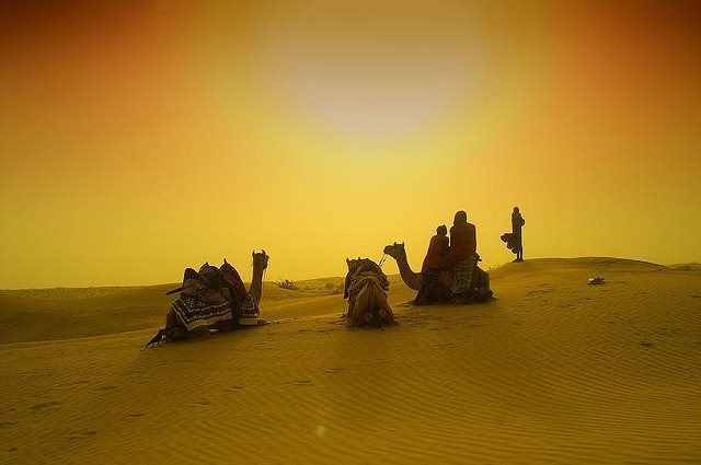 Верблюд: все наши заблуждения и фотографии животных в пустыне