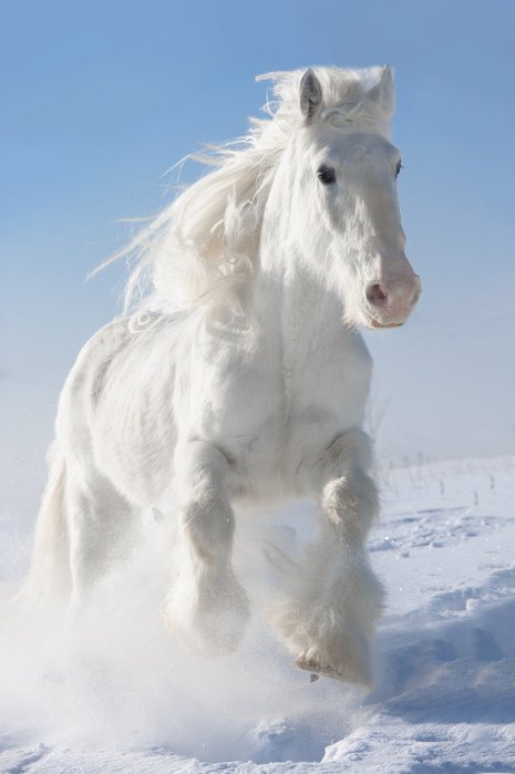 !!!!!!!!!!!!!!!111!Horses (8) (465x700, 36Kb)