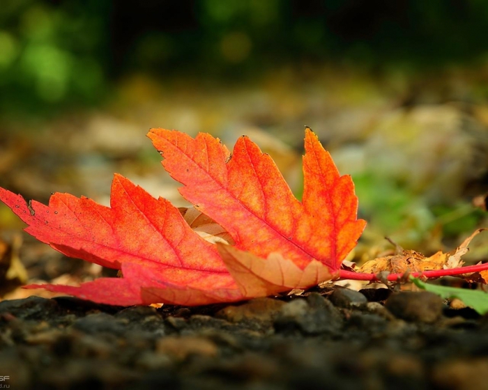 3906024_hqwallpapers_ru_nature_63259_1280x1024 (700x560, 220Kb)