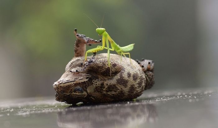 2835299_1385656923_toad_tickled_mantis_04 (700x412, 26Kb)