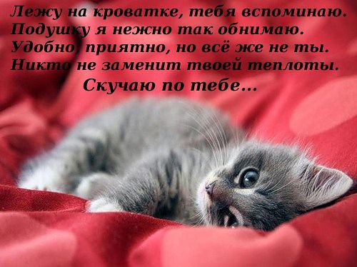 Котенок стих для любимого Котенок стих для любимого