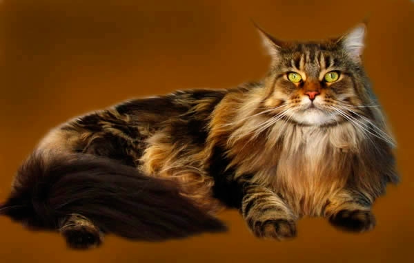 3 (600x382, 69Kb)