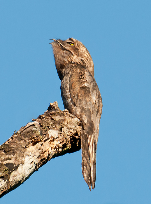 2253796_Nyctibius_griseus_Registro_Sao_Paulo_Brazil8 (518x700, 255Kb)