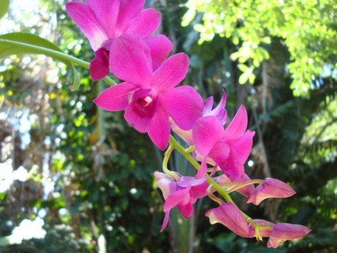 Орхидеи в природе 107809666_big1