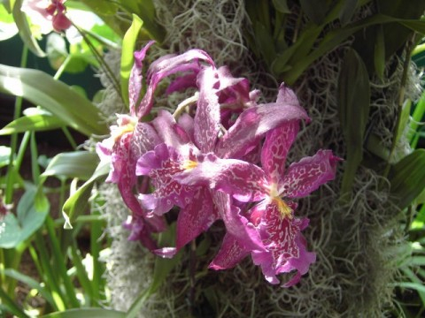 Орхидеи в природе 107809668_big3