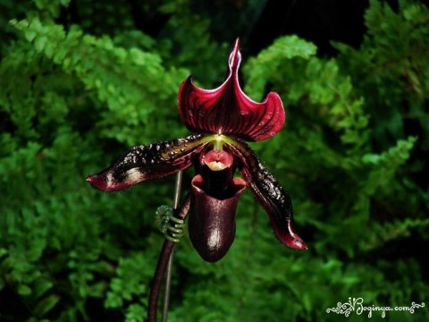 Орхидеи в природе 107809674_Nastoyaschie_orhidei_v