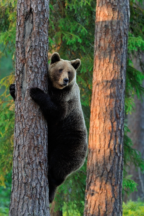 erik_mandre_karu_puu_ otsas_bear_climbing_on_a_tree (466x700, 293Kb)