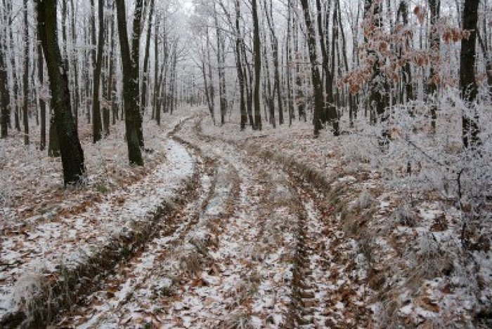 Зимний лес 3841719-path-going-through-the-frosty-winter-forest (700x469, 118Kb)