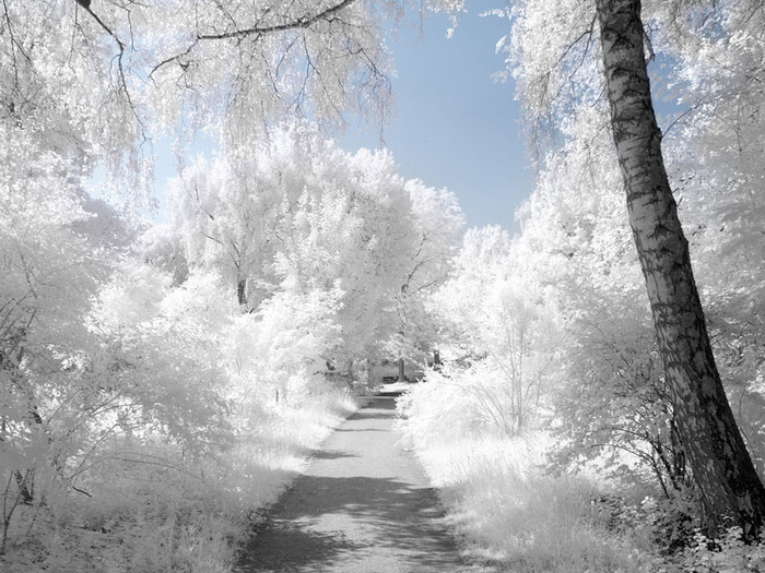 Зимний лес zima (700x525, 150Kb)