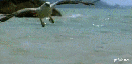 107848240_Sea_eagle_vs_snake.gif