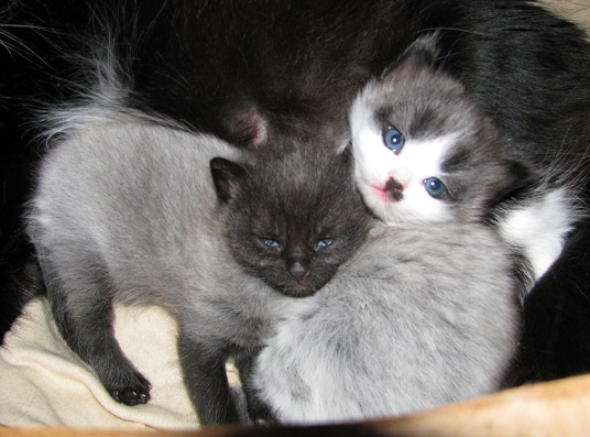 IMG_1041 (536x397, 86Kb)