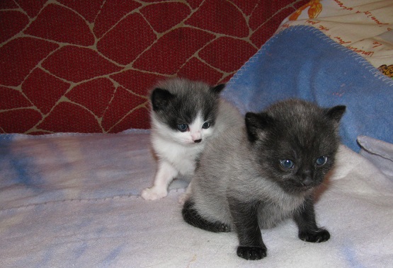 IMG_1089 (555x379, 90Kb)